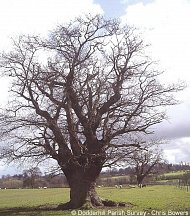 ancient tree in Dodderhill